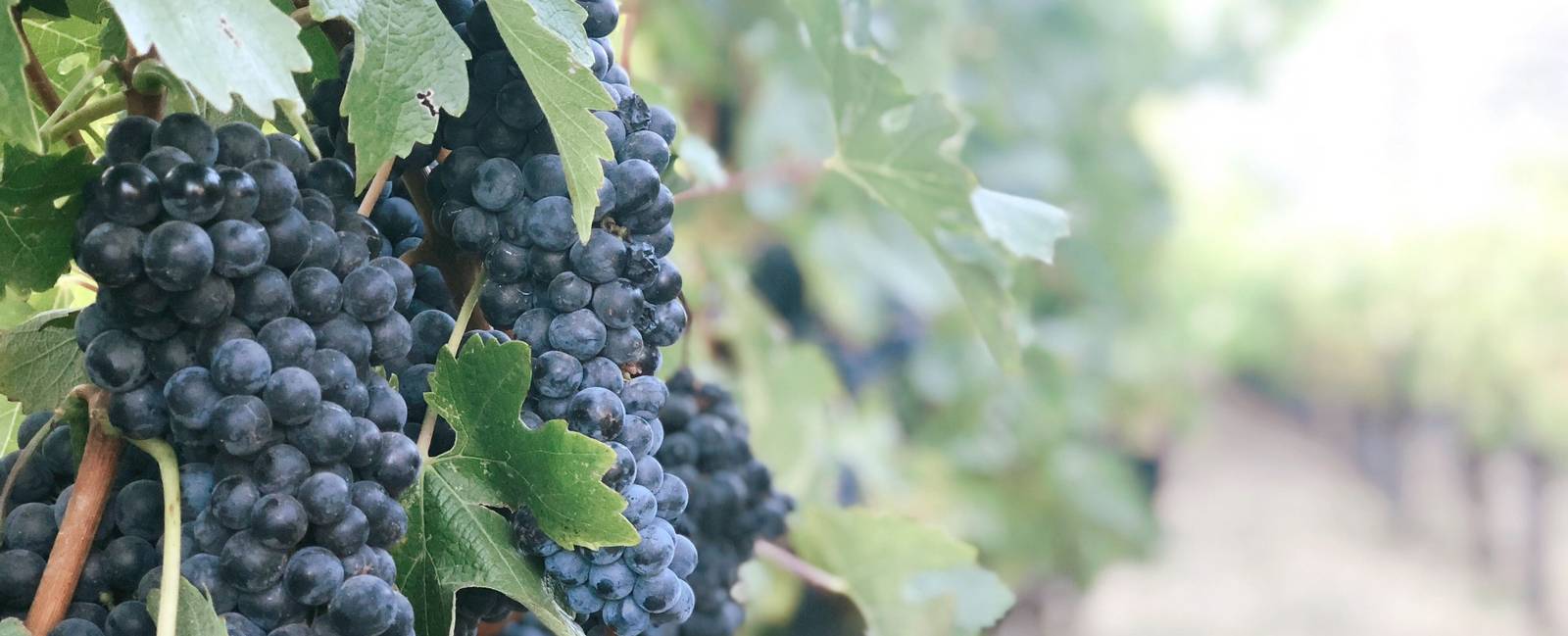 Vines of grapes