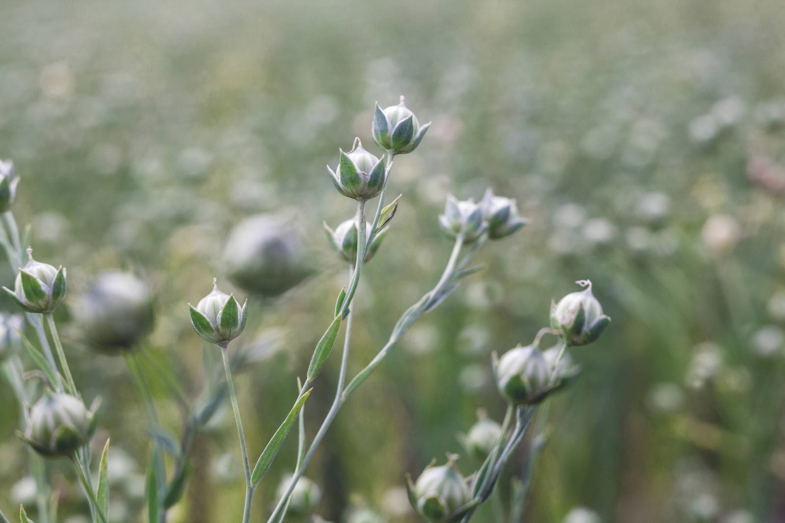 Marbodal Jordnära Lin