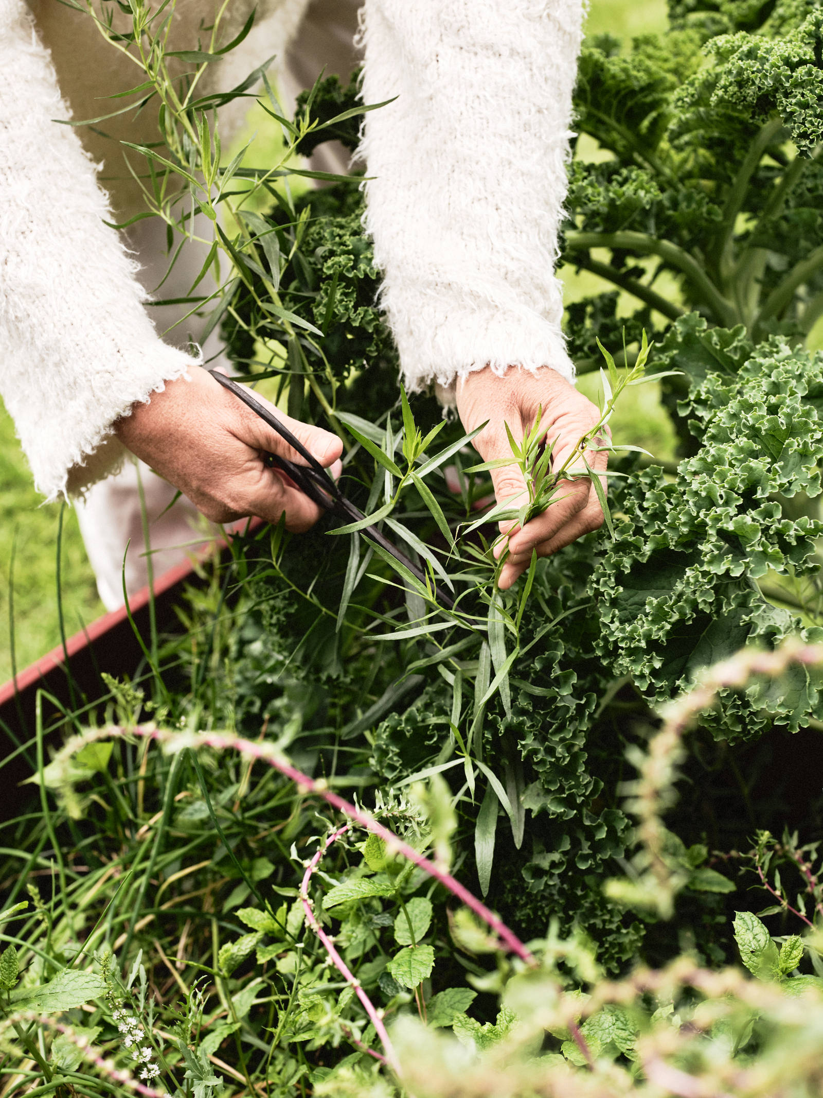 Närbild på Lotta Agatons händer när hon plockar örter i trädgården på landstället i Piteå