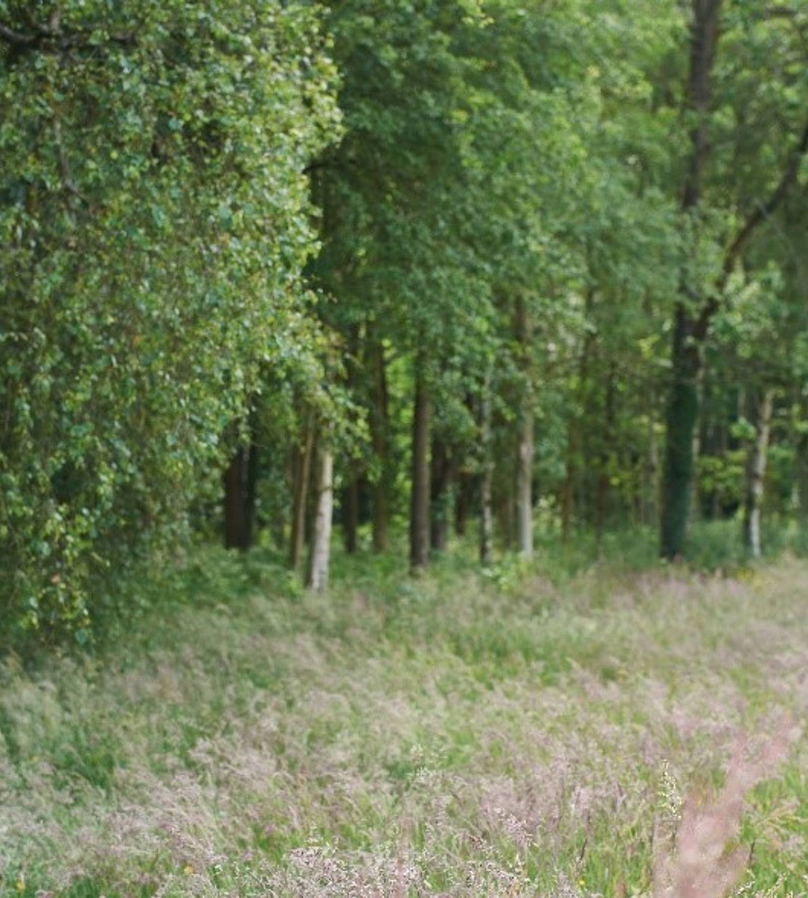 A meadow with woods in the background