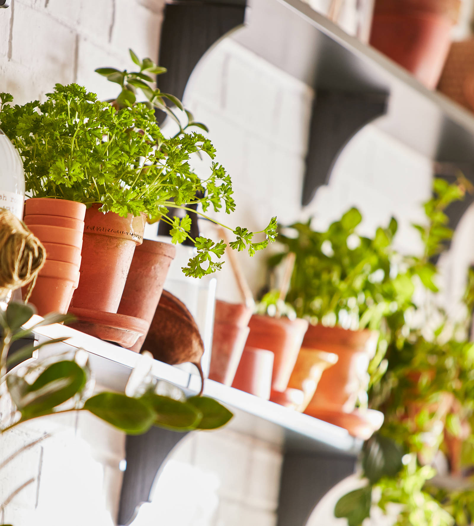 Potted plants on open shelves