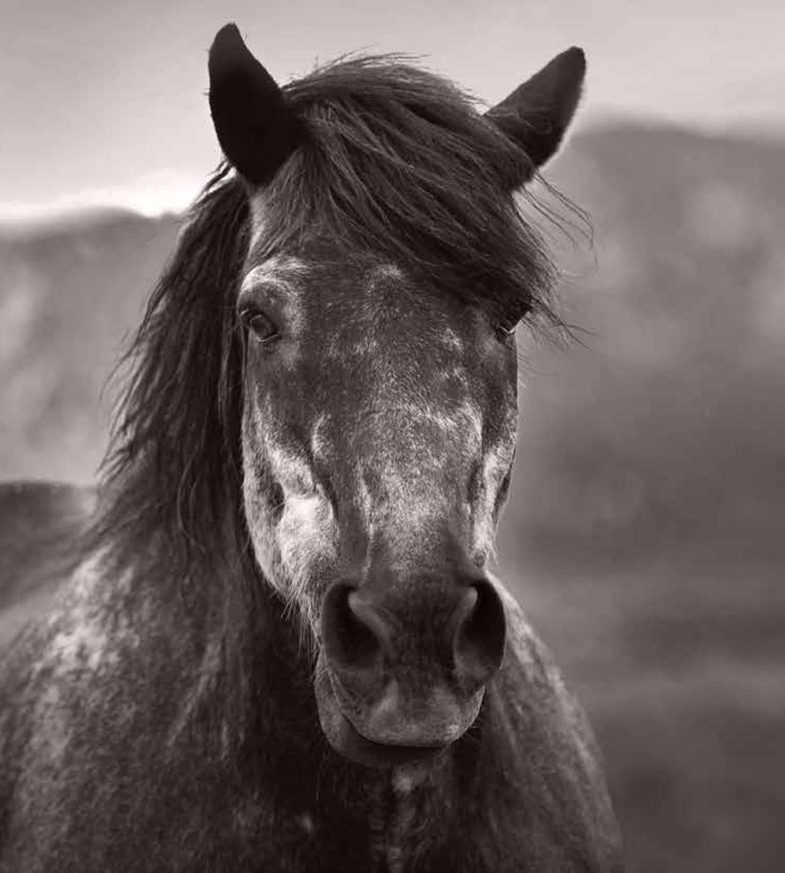 A black horse