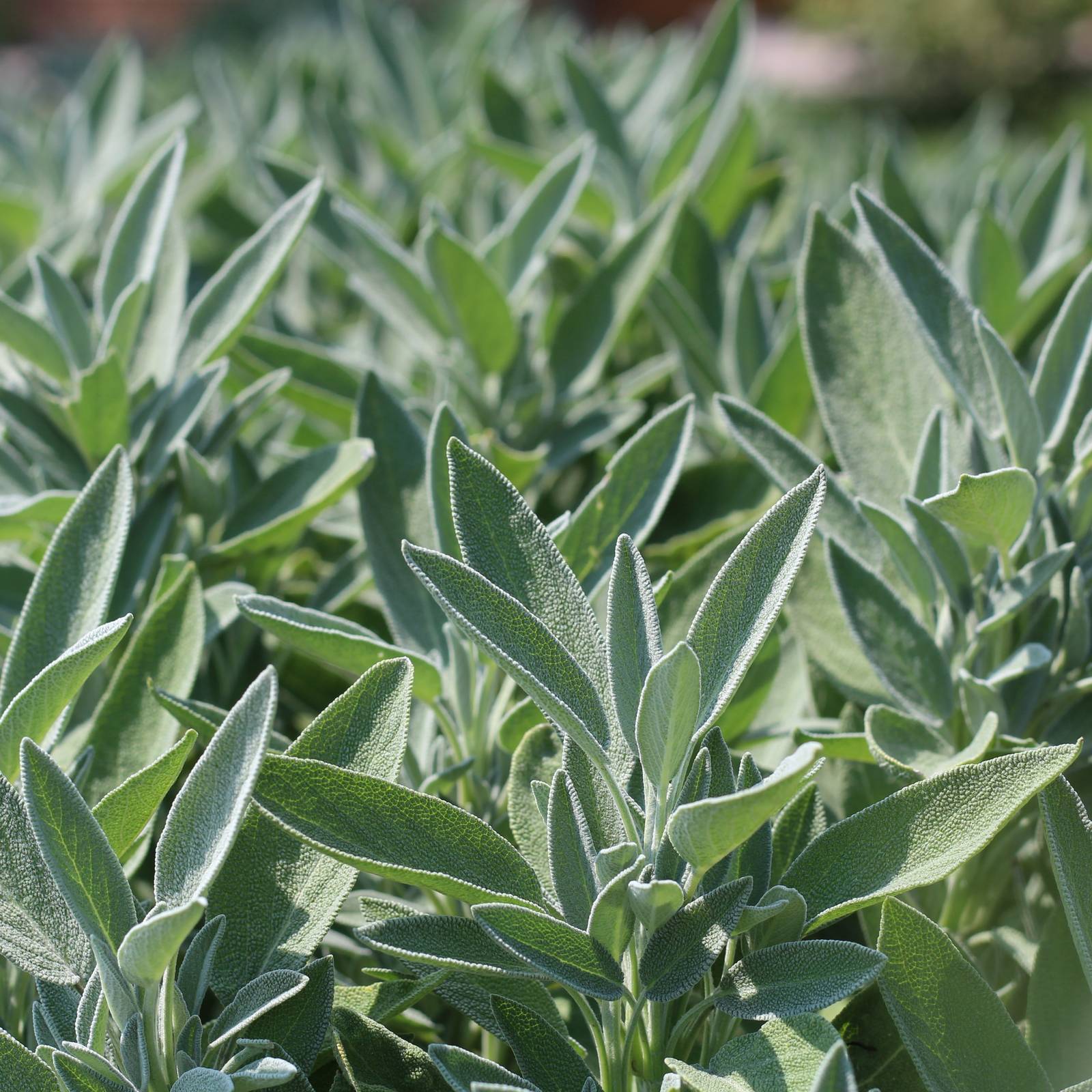 Nærbillede af salvie