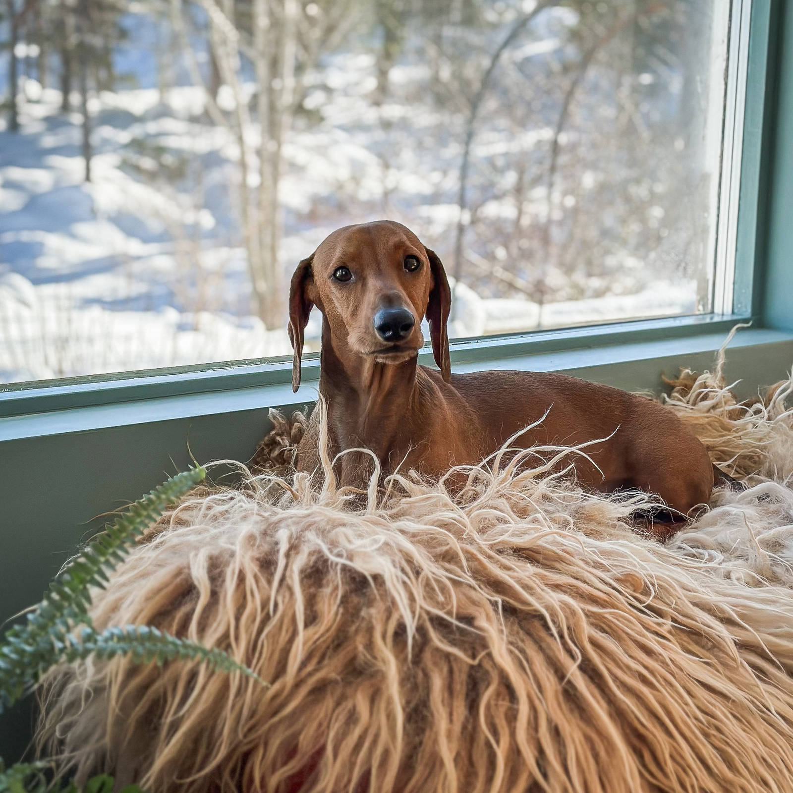Hund ved vinduet i kjøkkenet