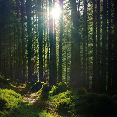 The sun shining through the trees in the forest