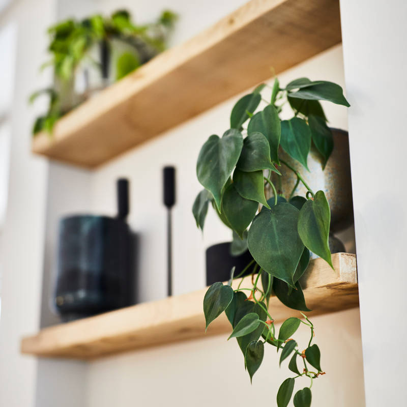 Close-up of tall glasses and plants on wooden open shelves in Jen's kitchen.