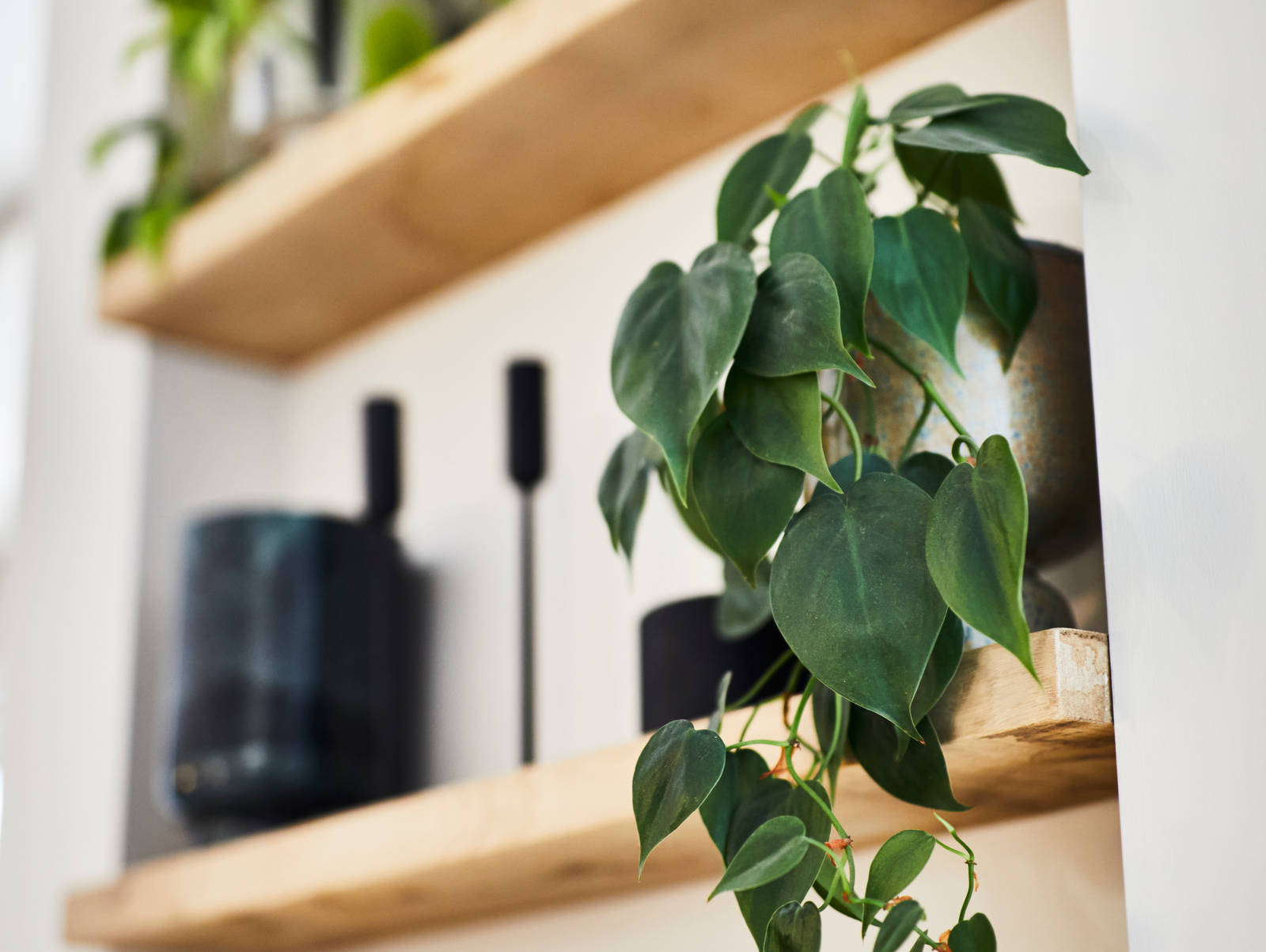 Close-up of tall glasses and plants on wooden open shelves in Jen's kitchen.