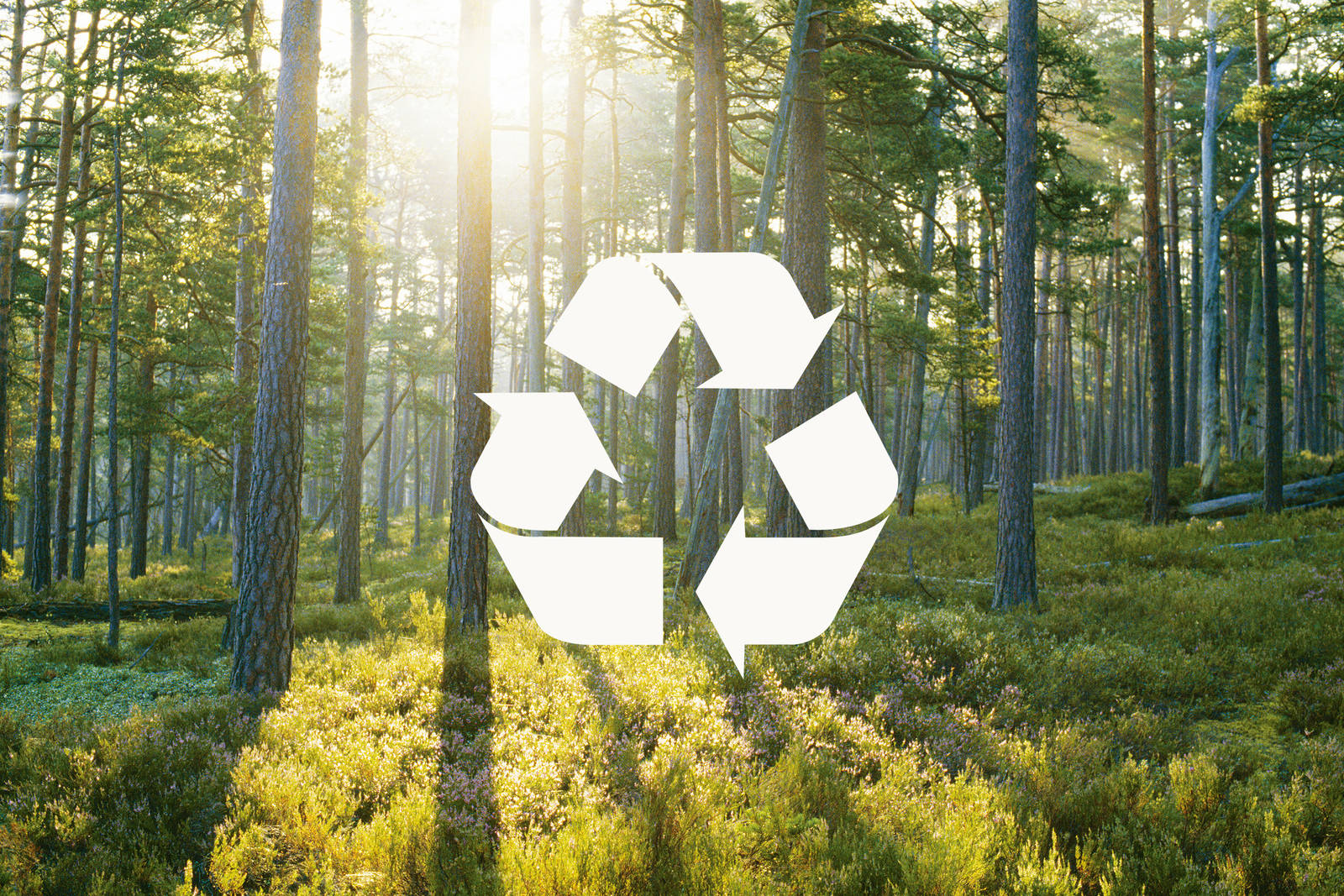 Bild av skog med återvinnings-symbol över